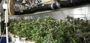 Wietplantage-ontruimen